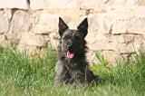 BOUVIER DES ARDENNES 389